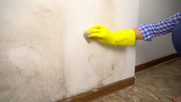 Trusted Folsom, PA Mold Removal Experts