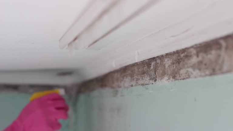 Mold Remediation for Vacation Homes in Folsom, PA